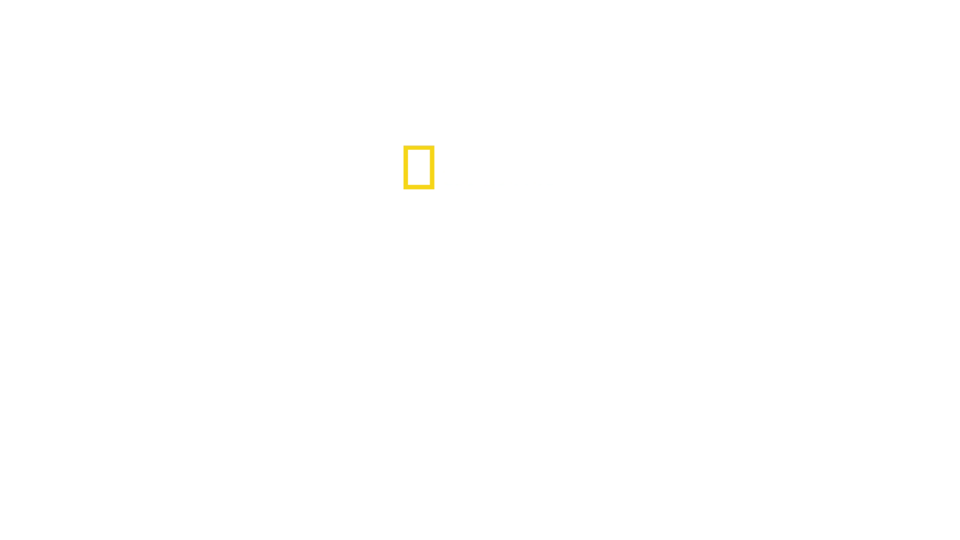 Trädleopardernas återkomst