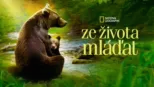 thumbnail - Ze života mláďat