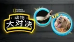 thumbnail - 动物大对决