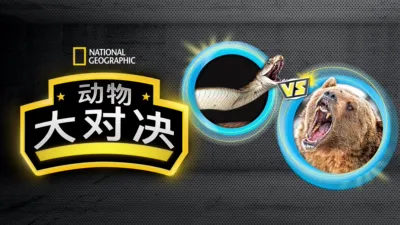 动物大对决