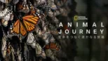 thumbnail - Incredible Animal Journeys