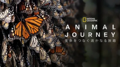 Incredible Animal Journeys