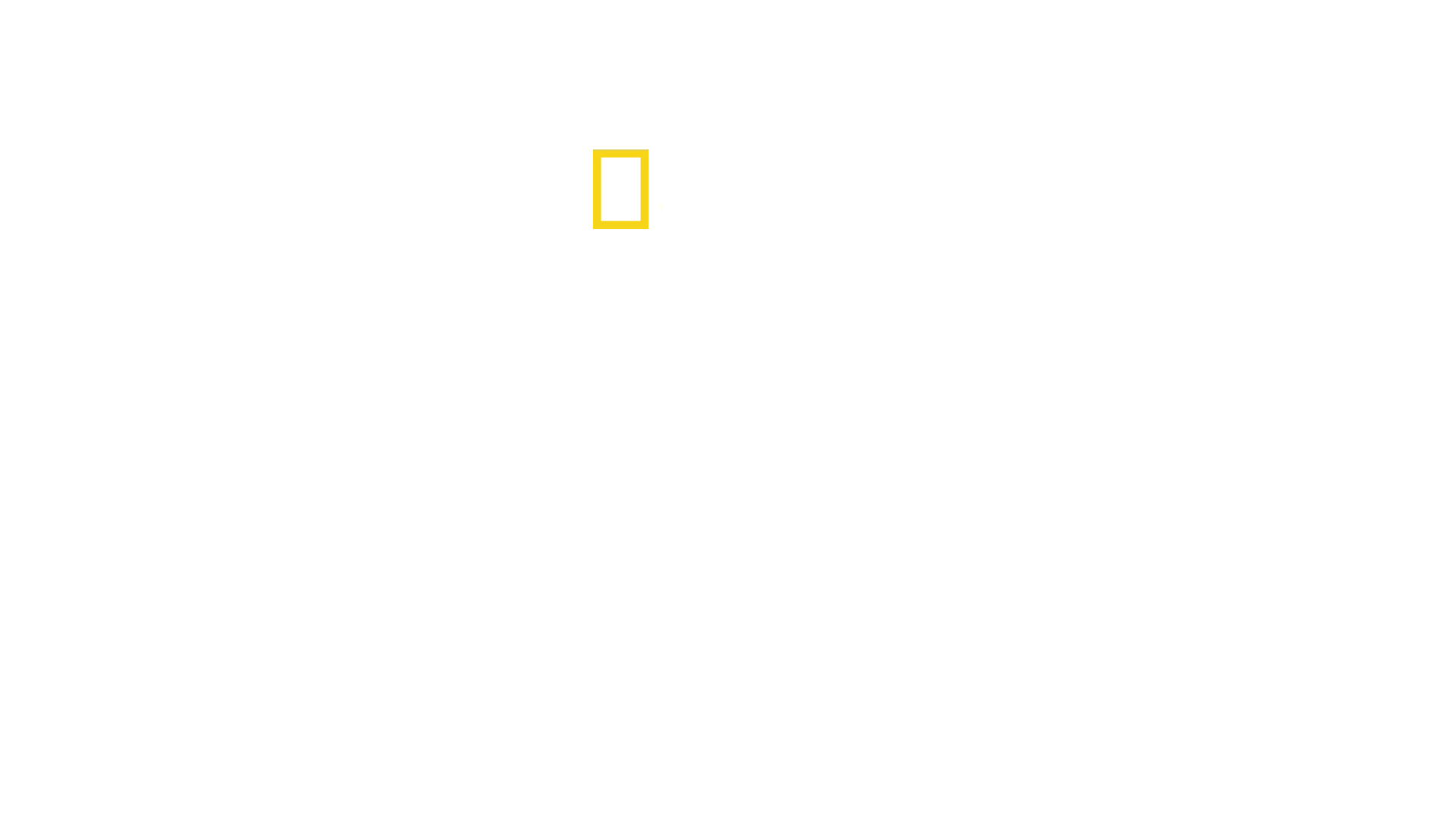 Sharks Of The Bermuda Triangle