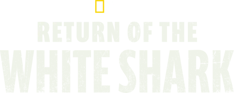 Return of the White Shark