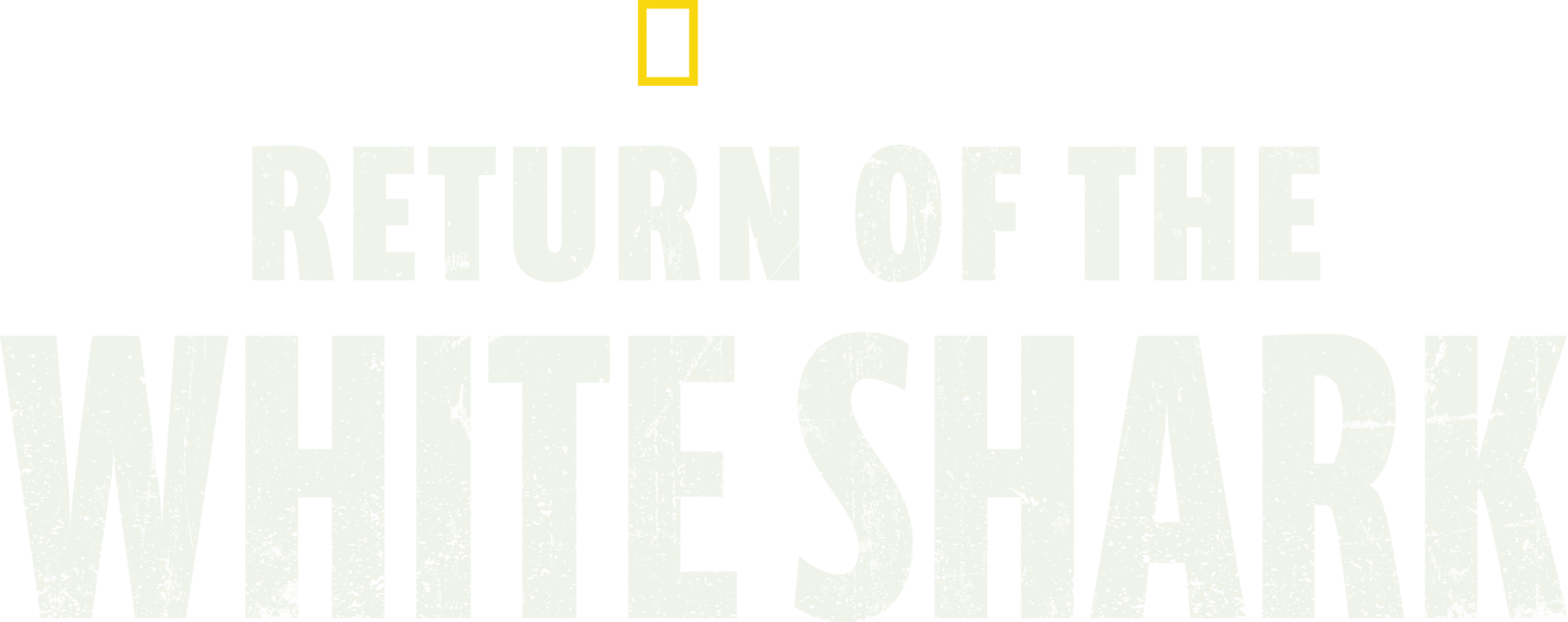 Return of the White Shark