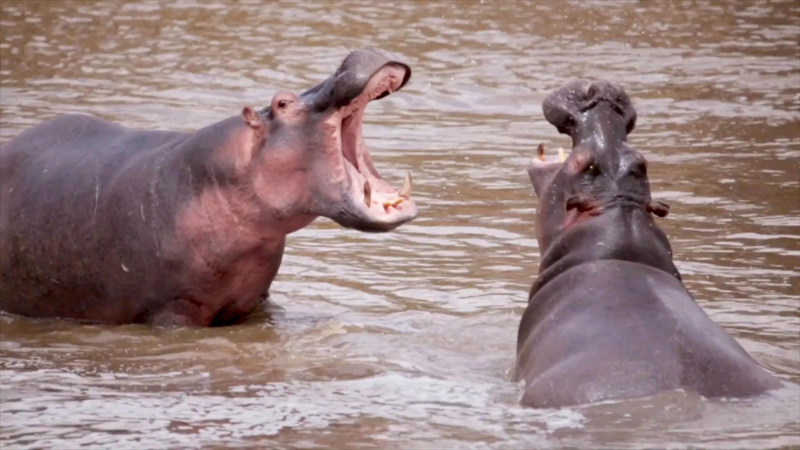 thumbnail - S1:E3 Cocaine Hippos