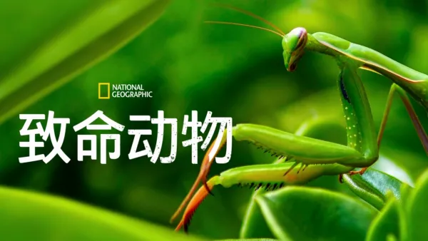 thumbnail - 致命动物