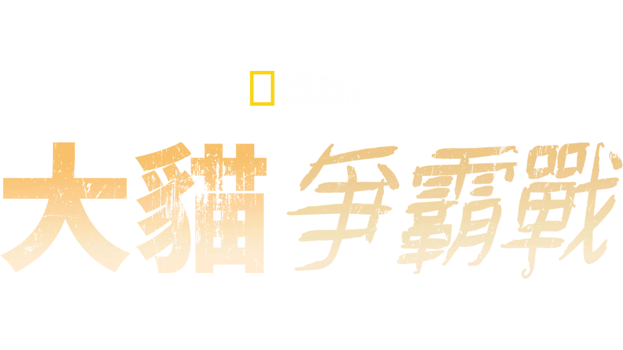 大貓爭霸戰