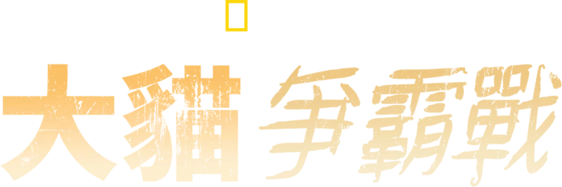 大貓爭霸戰