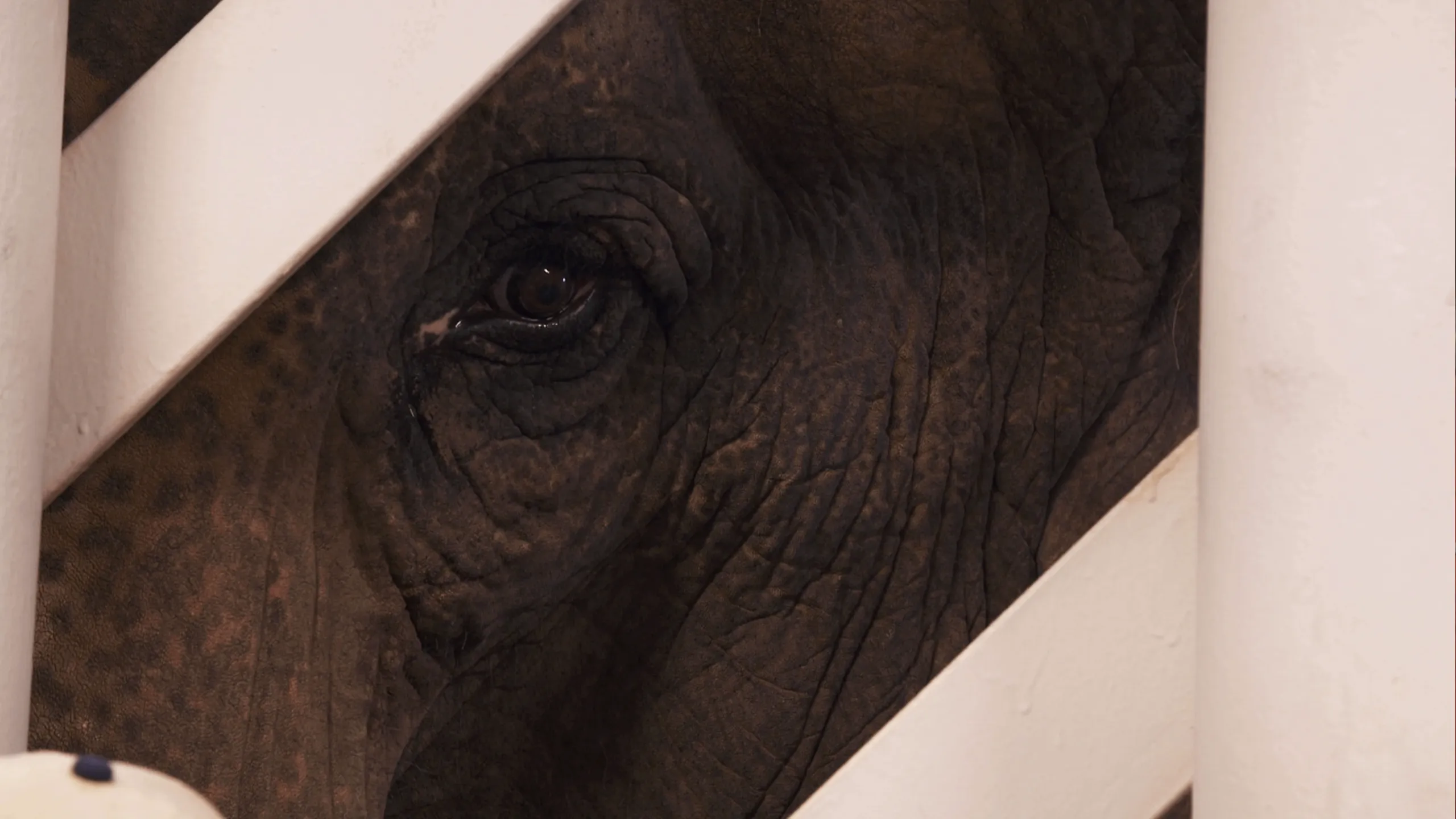 thumbnail - S2:E2 The Elephant in the Room