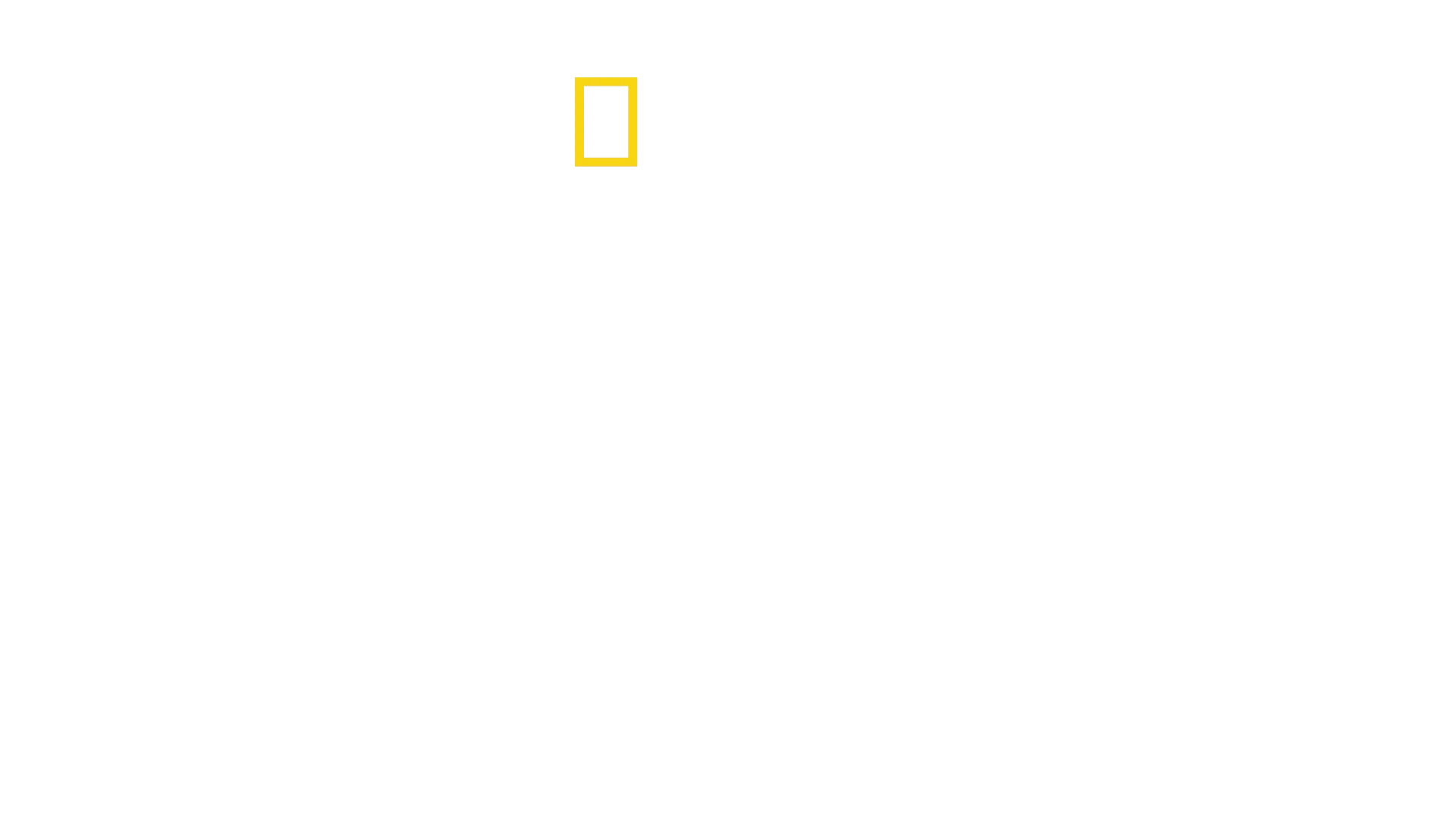 Au plus près des dauphins avec Bertie Gregory