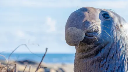 Underdogs: Außenseiter des Tierreichs
