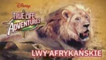 thumbnail - Lwy afrykańskie