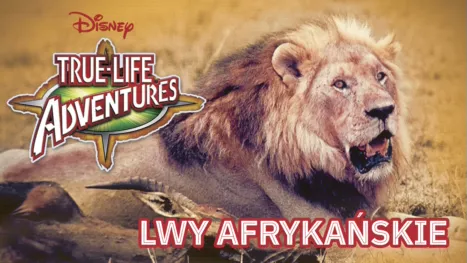 thumbnail - Lwy afrykańskie