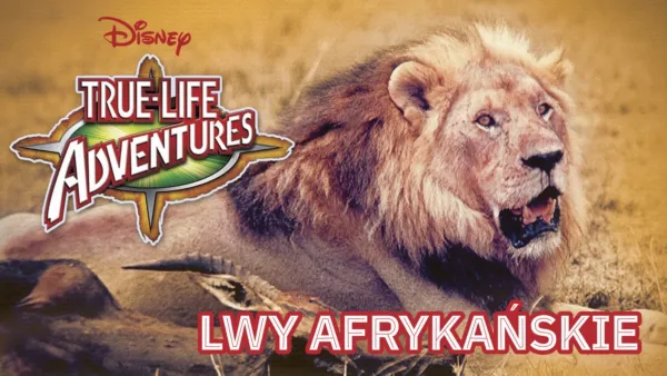 thumbnail - Lwy afrykańskie