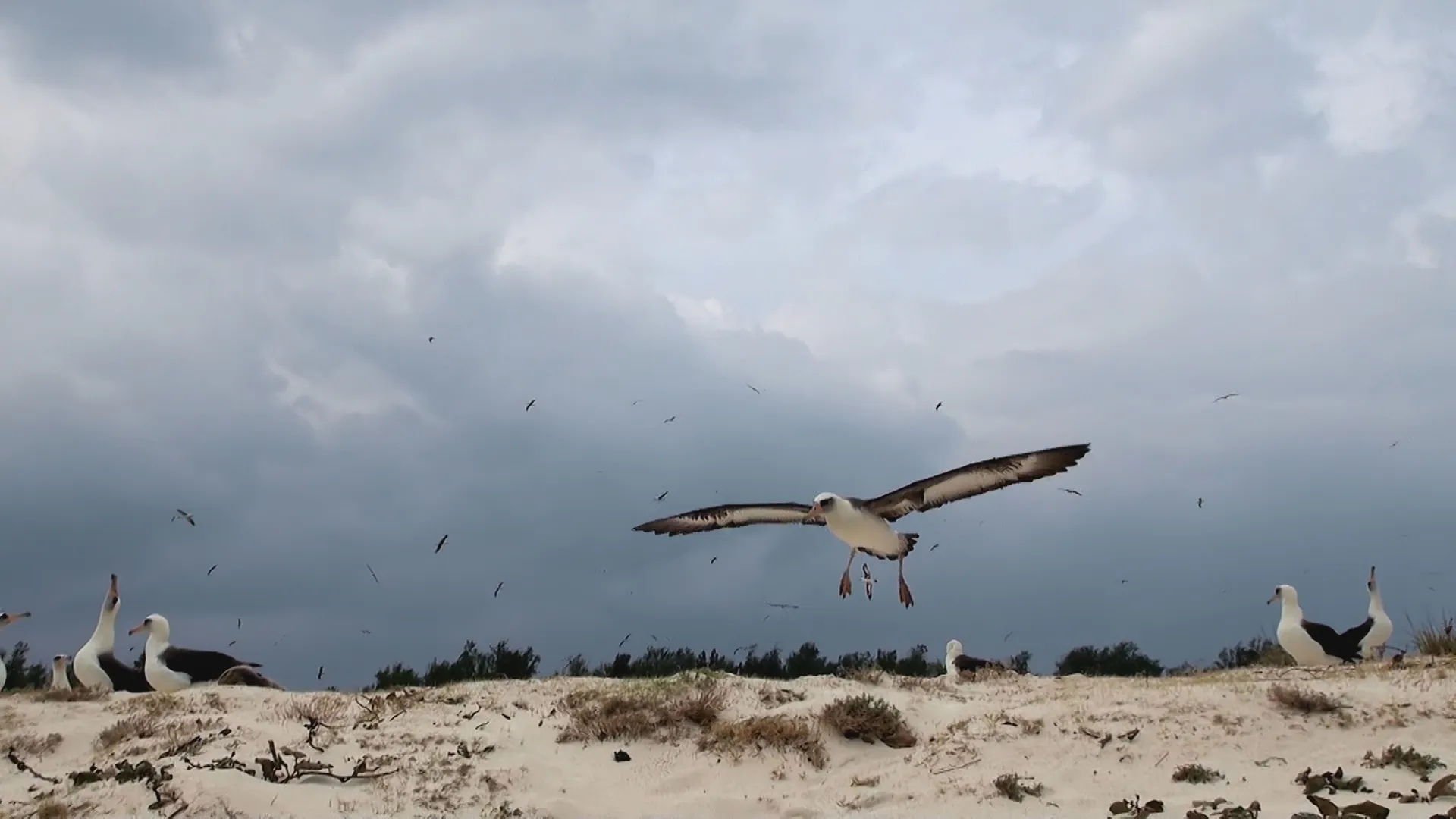 thumbnail - S1:E4 Pirate Birds