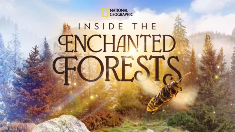 thumbnail - Inside the Enchanted Forests