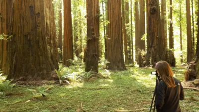 thumbnail - S1:E3 Coastal Redwoods vs. Giant Sequoias