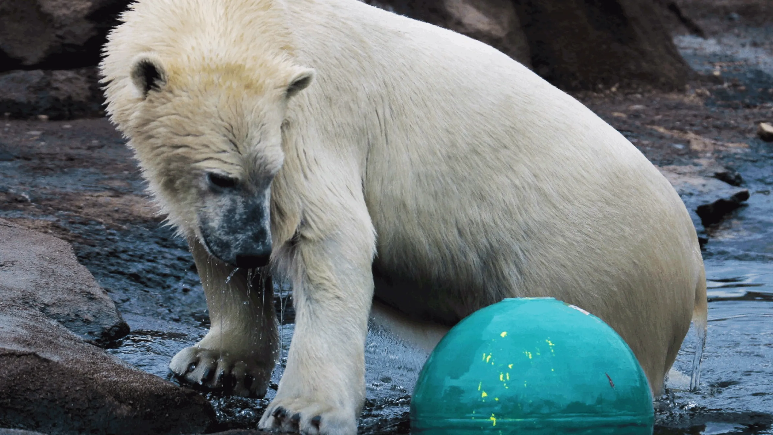 thumbnail - S2:E12 Polar Bear Express