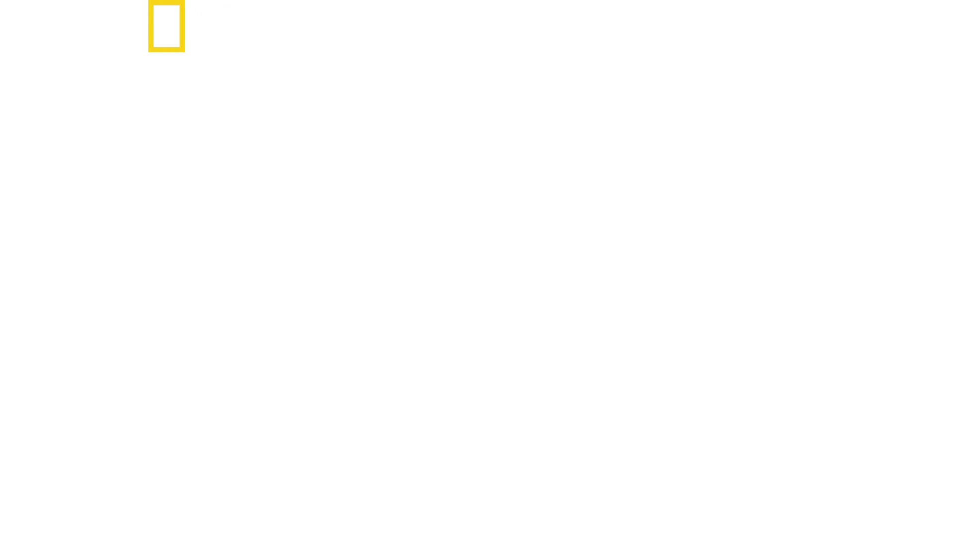 World's Biggest Great White?