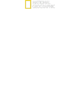 World's Biggest Great White?