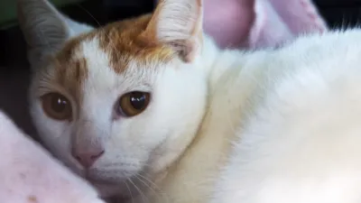 thumbnail - S24:E7 "It's Charles, he's hurt!"