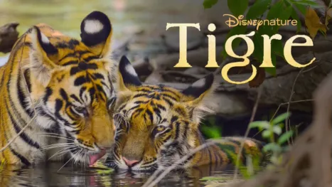 thumbnail - Tigre