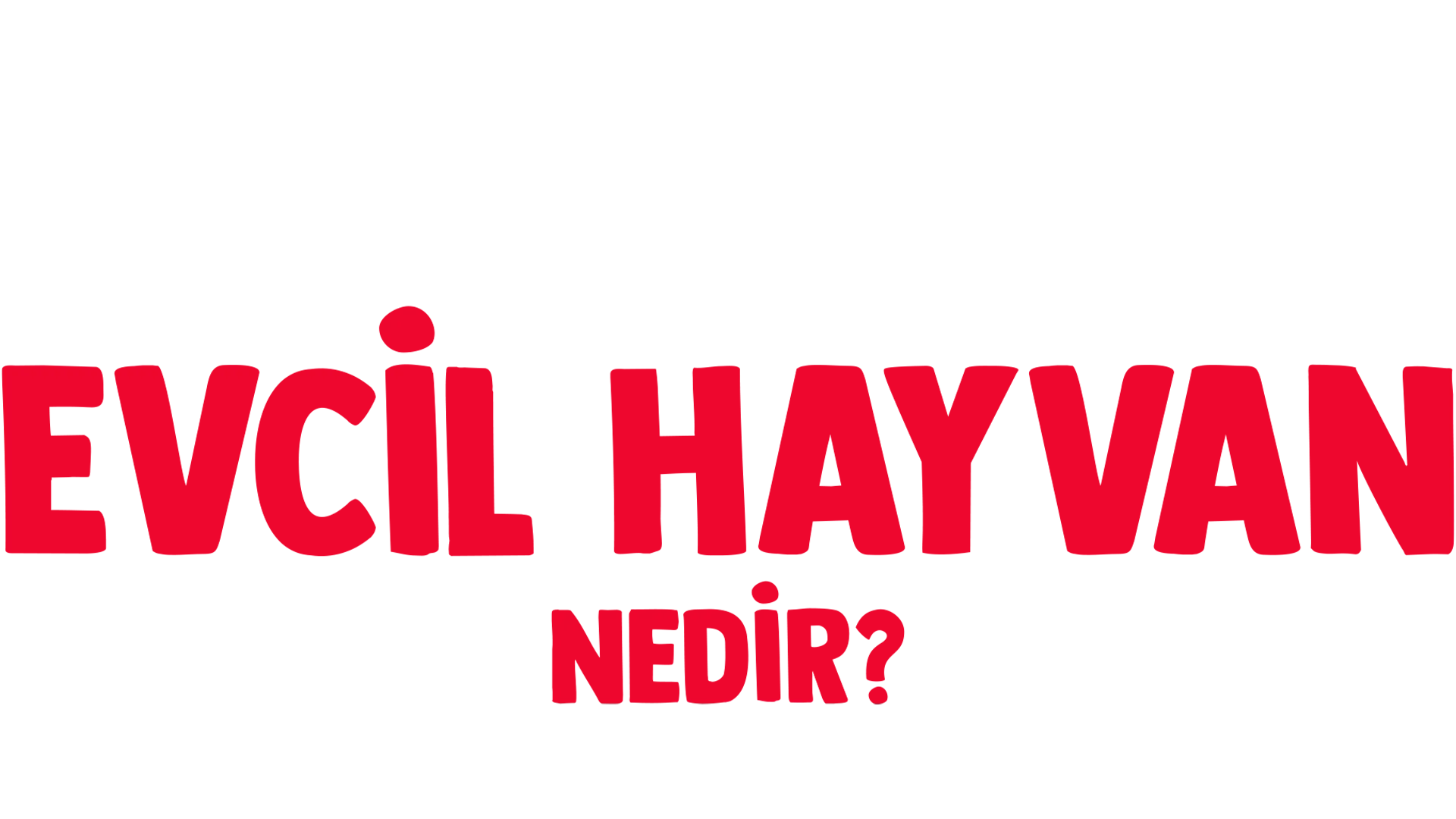 Forky Soruyor: Evcil Hayvan Nedir?