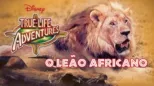 thumbnail - O Leão Africano