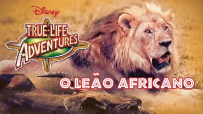 O Leão Africano