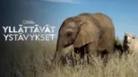thumbnail - Yllättävät ystävykset