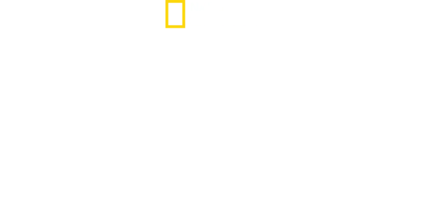 Felinos da Tailândia