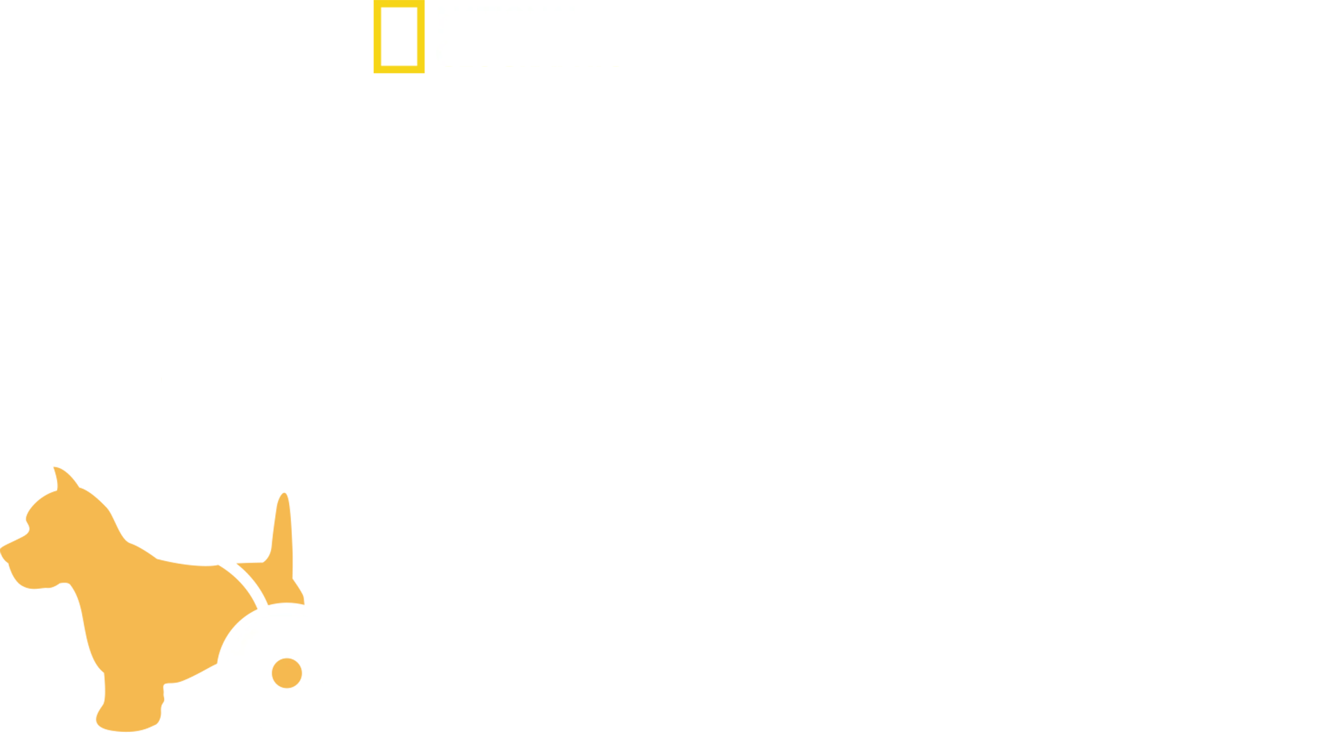 The Wizard of Paws