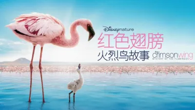 红色翅膀：火烈鸟故事