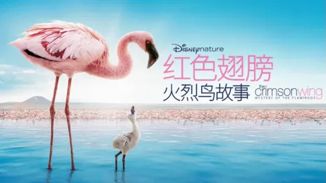 thumbnail - 红色翅膀：火烈鸟故事
