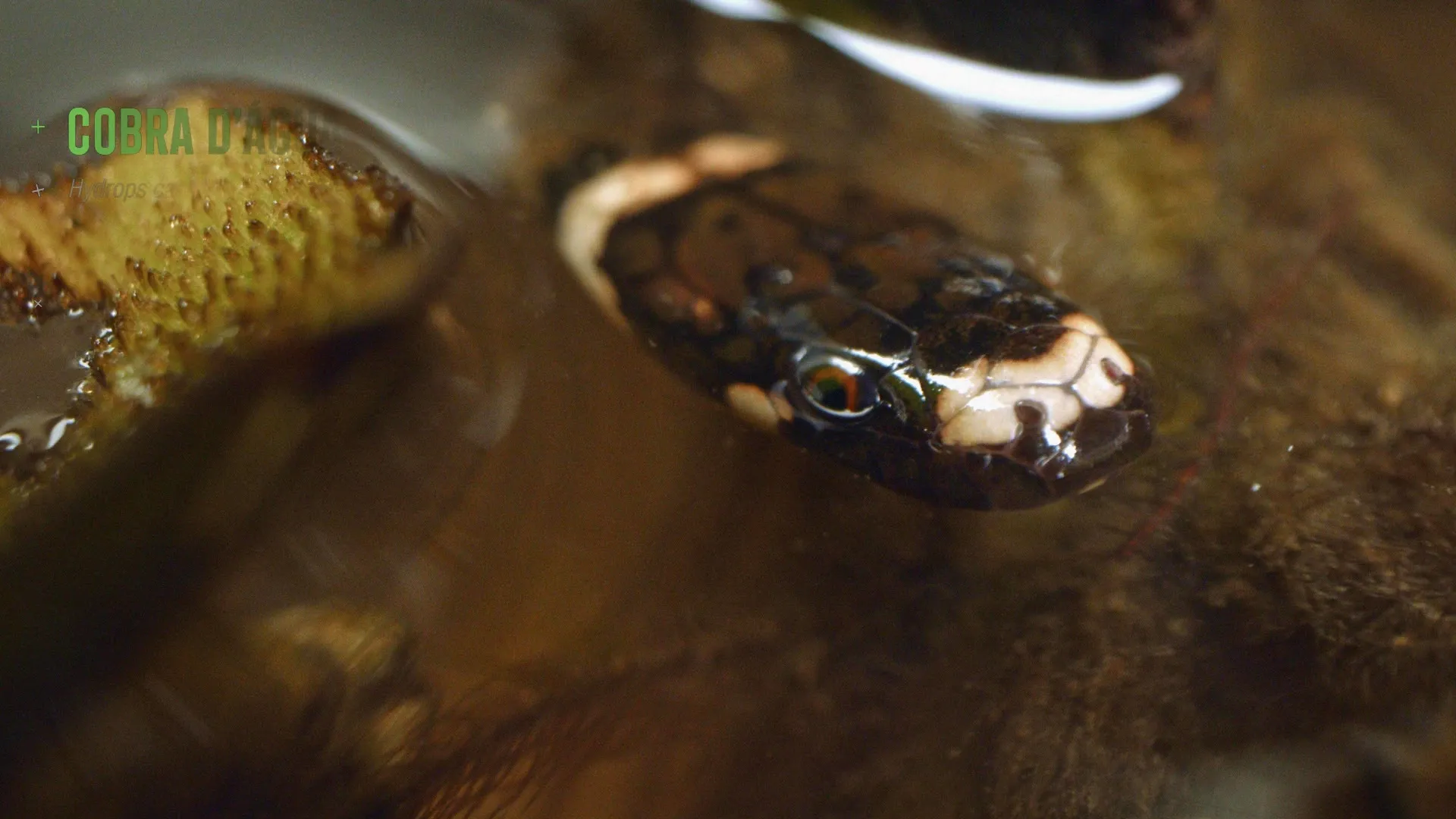 thumbnail - S1:E15 The Pantanal Giant