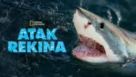 thumbnail - Atak rekina