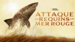 thumbnail - Attaque de requins en mer Rouge