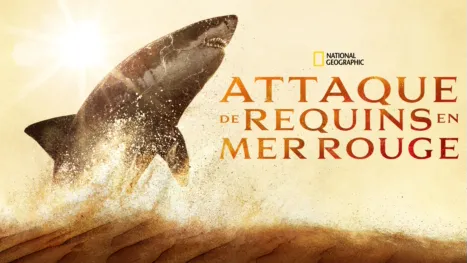 thumbnail - Attaque de requins en mer Rouge