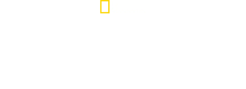 Camo Sharks