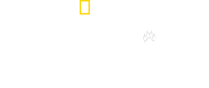 Man Among Cheetahs