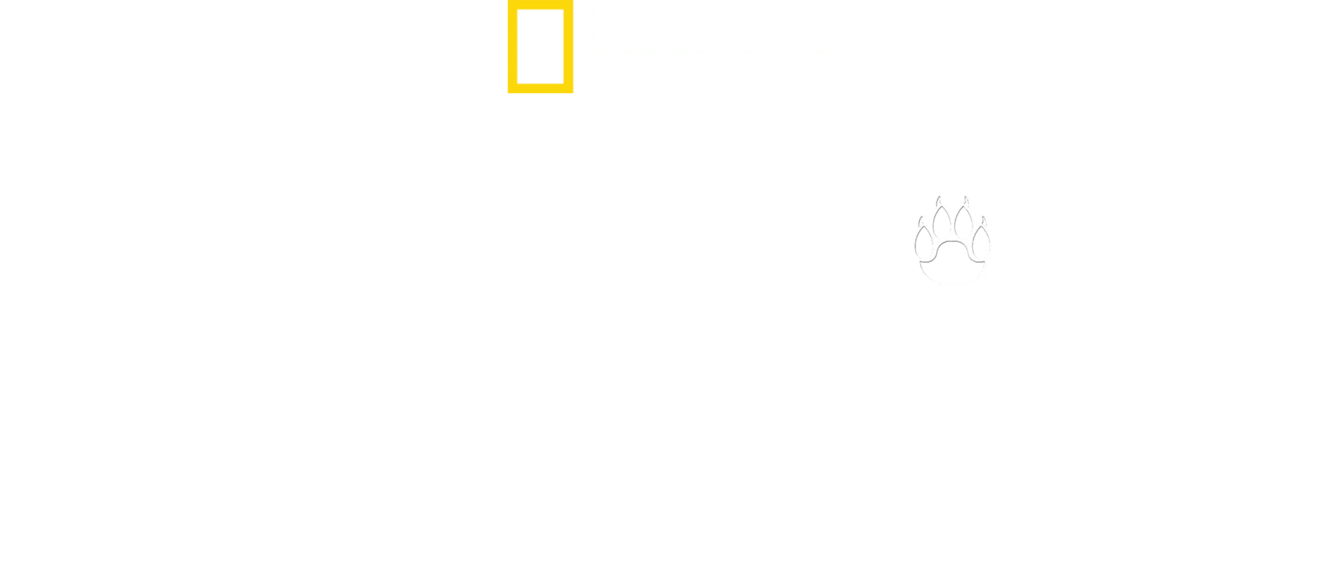 Man Among Cheetahs