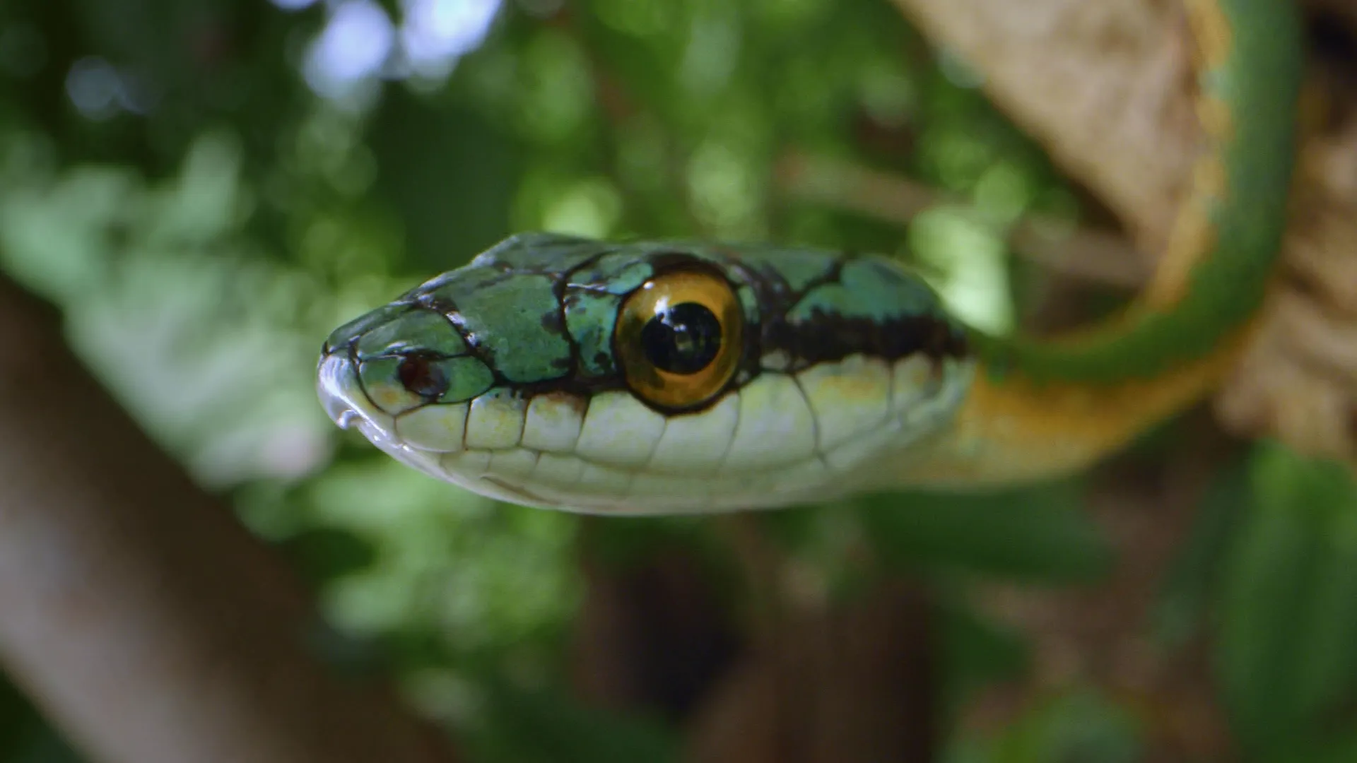 thumbnail - S1:E16 The Fire Snake