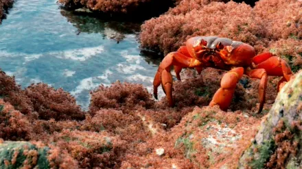 The Giant Robber Crab