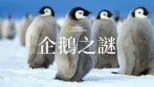 thumbnail - 企鵝之謎