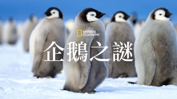 thumbnail - 企鵝之謎