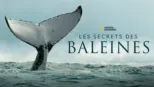 thumbnail - Les Secrets des Baleines