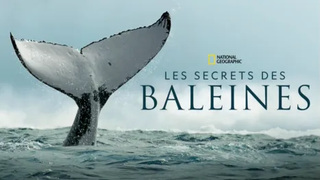 thumbnail - Les Secrets des Baleines