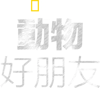 動物好朋友