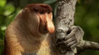 thumbnail - S1:E12 In the Jungle